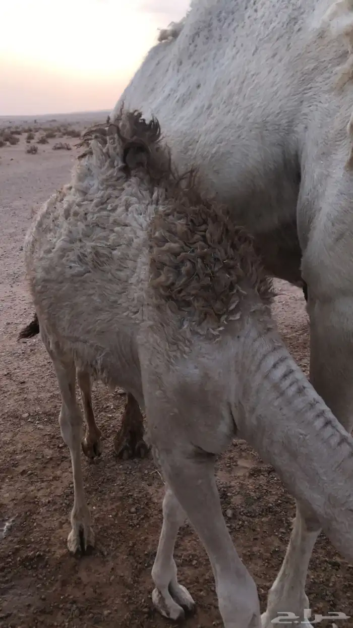 قعود بري تحت امه عمره خمس شهور تقريبا 1