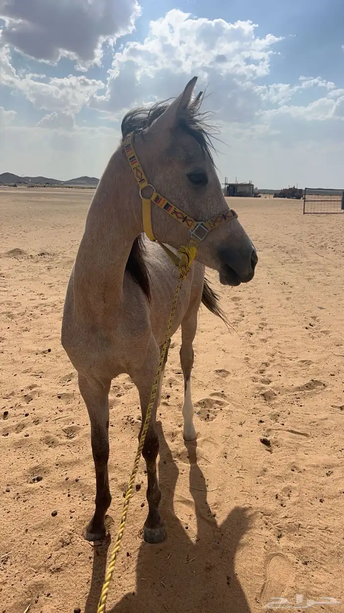 مهره شعبيه 0