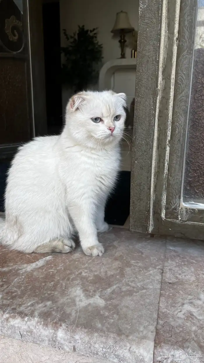 سكوتش فولد بيور على الشرط 0