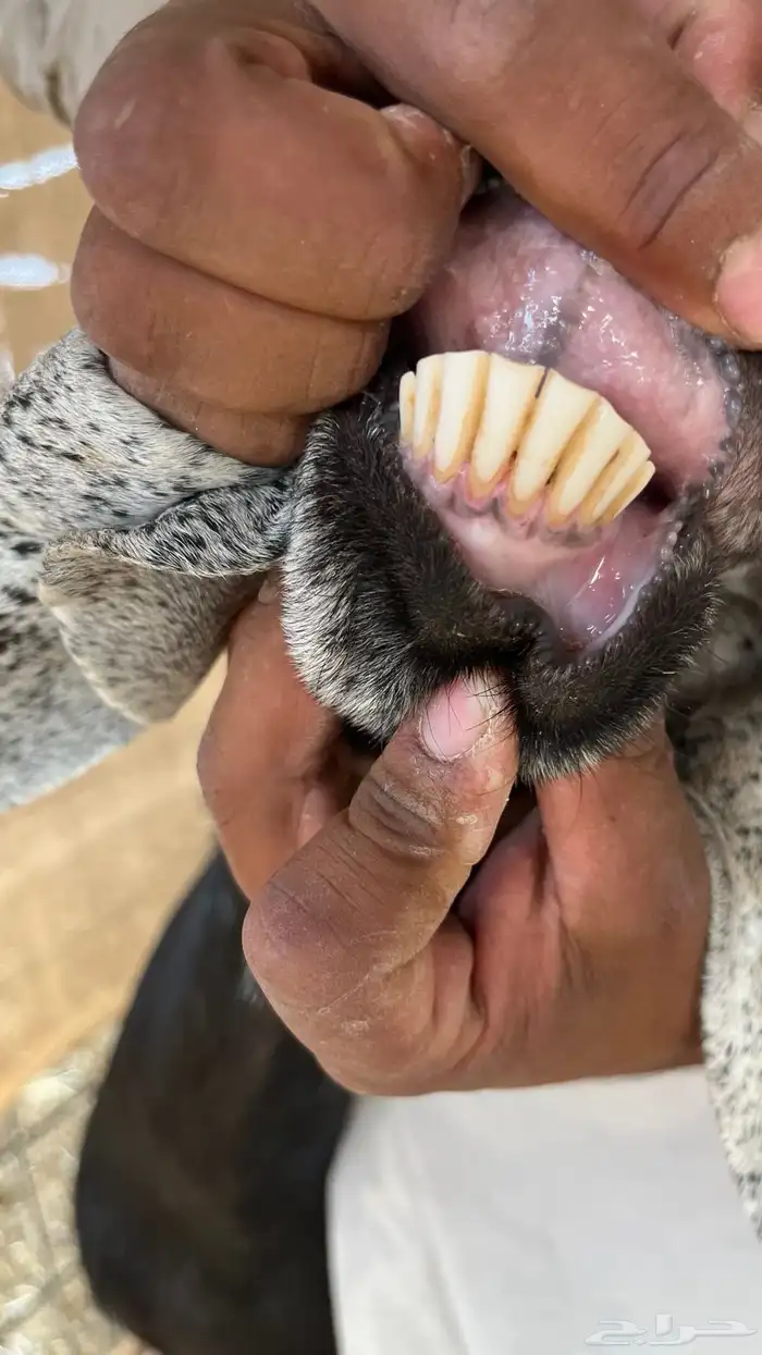 معزا دفيع شرط 9