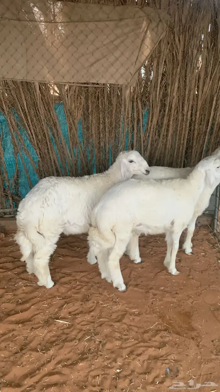 خرفان حري 0