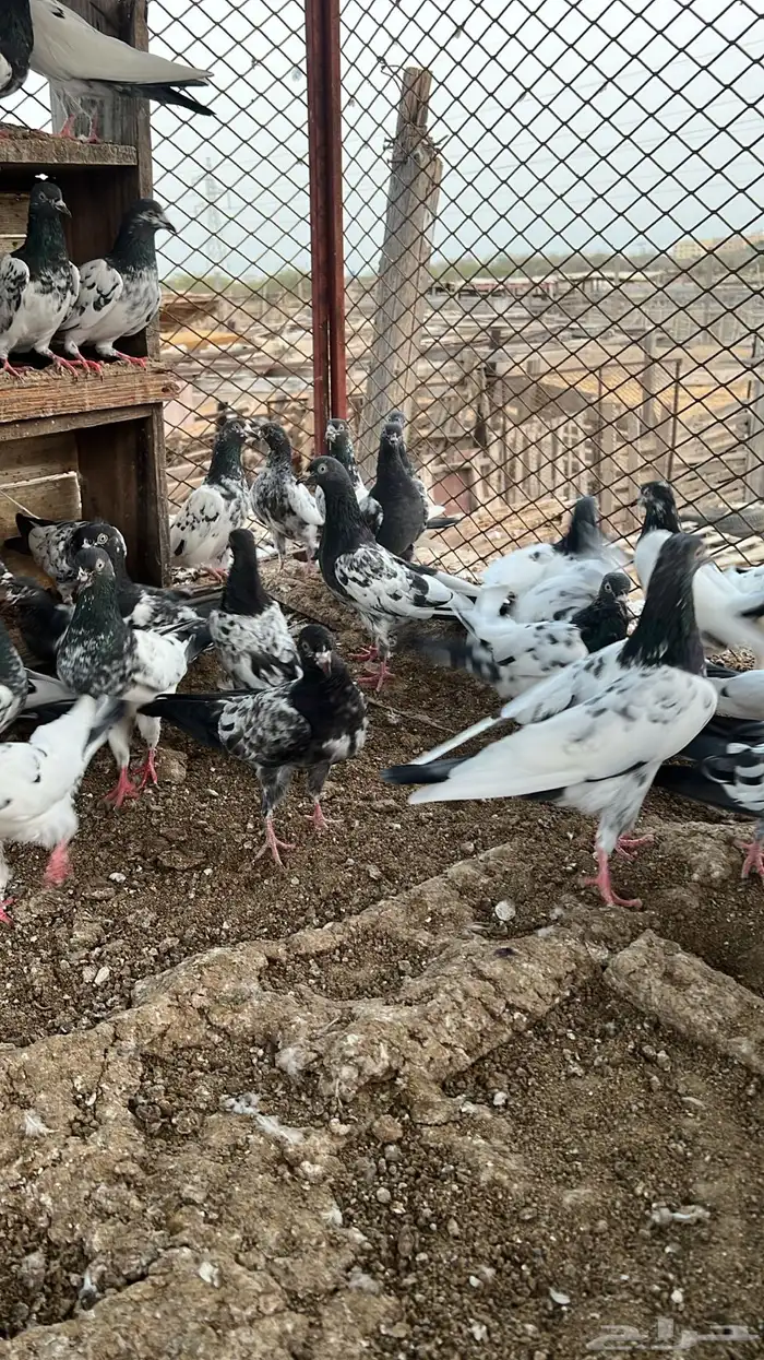حمام باكستاني للبيع 5