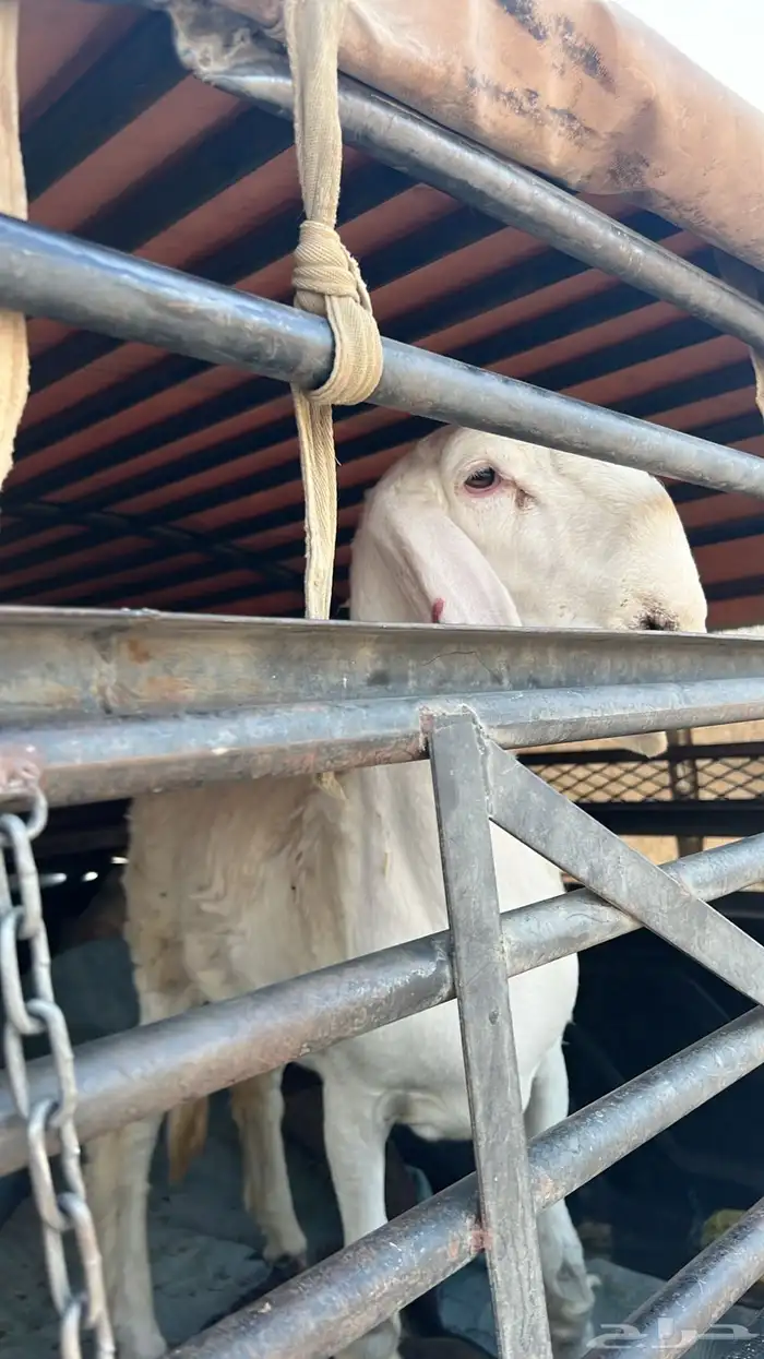 موصل حلال لجميع مناطق المملكة لتواصل 0
