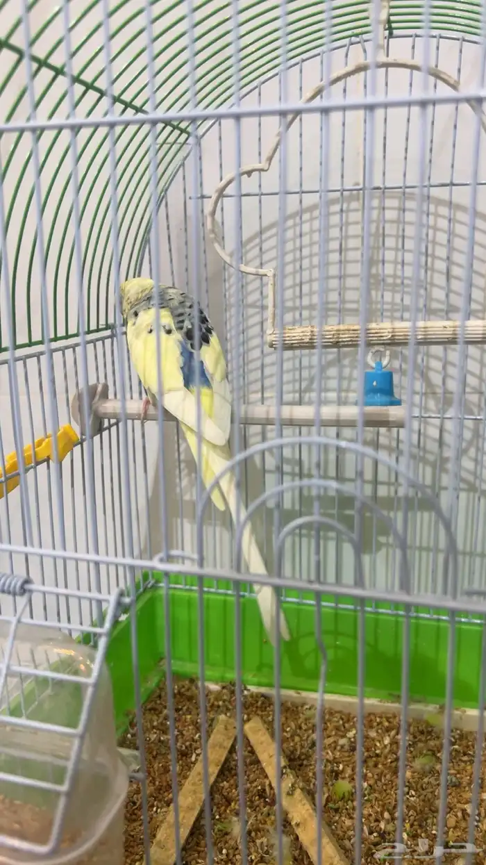 ذكرين بادجي واحد انقليزي واحد هولندي جاهزين للإنتاج 0