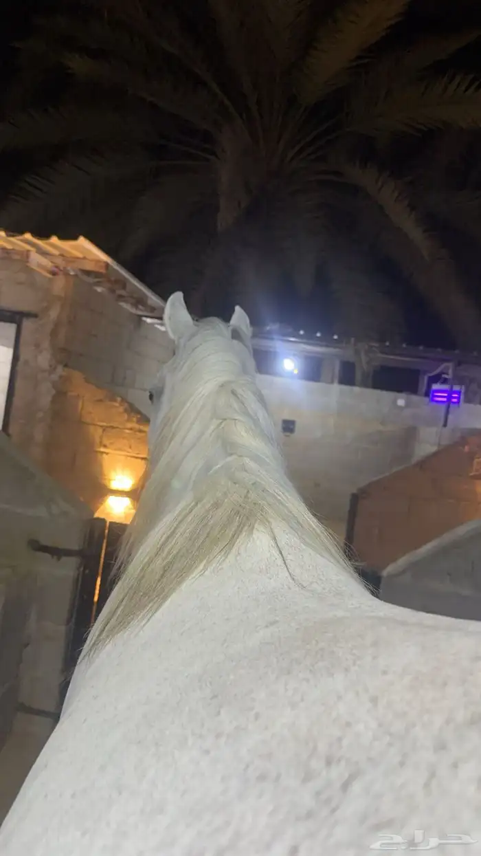 فرس شعبية تنافس الواهو 3