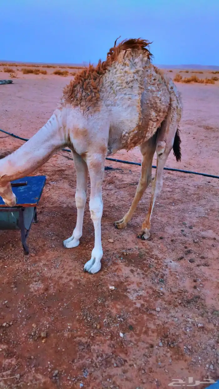 قعود بري تحت امه عمره خمس شهور تقريبا 2