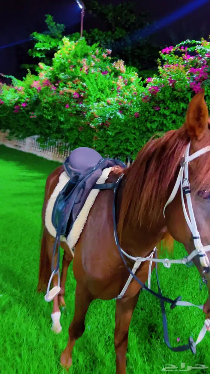 لمحبين تربيت وايواء الخيل والعنايه بها 12