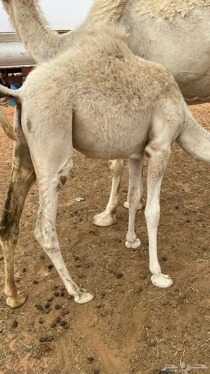 تم البيع 2
