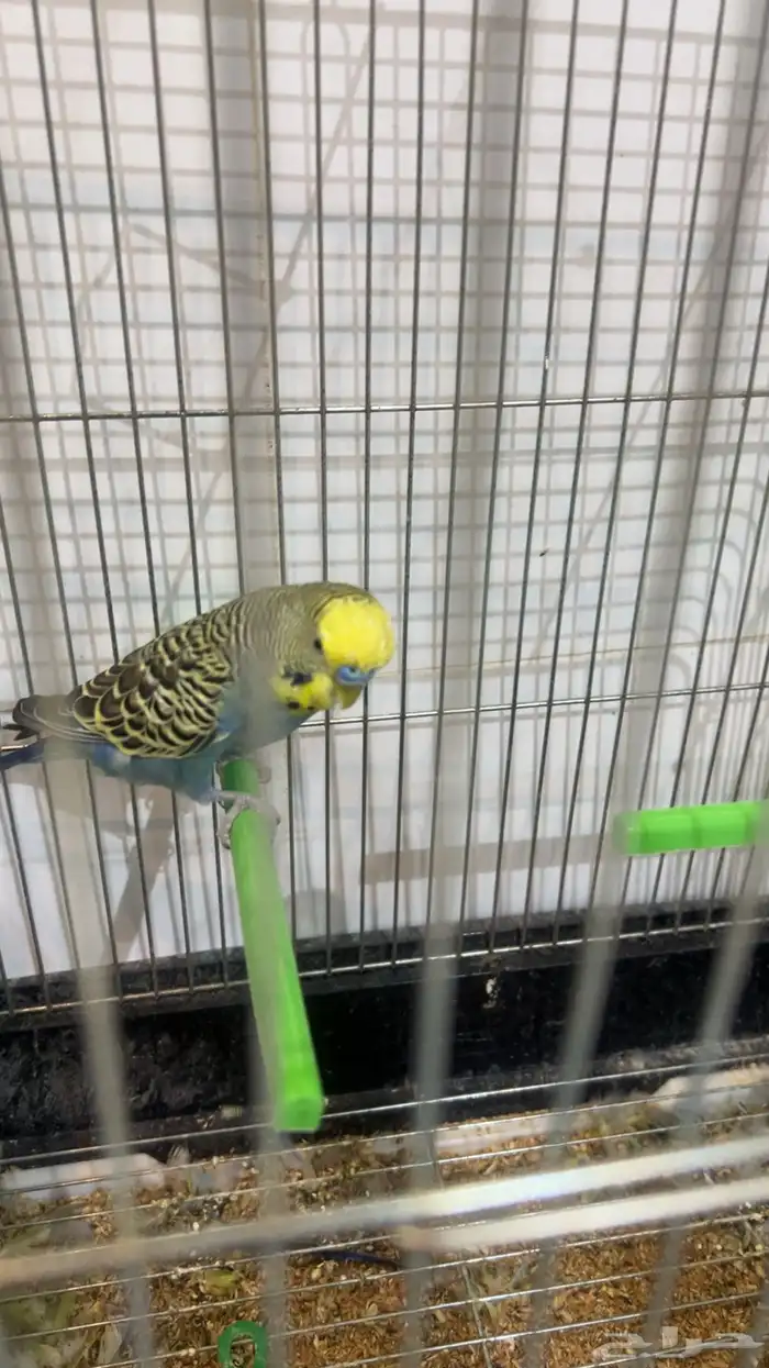 ذكرين بادجي واحد انقليزي واحد هولندي جاهزين للإنتاج 4