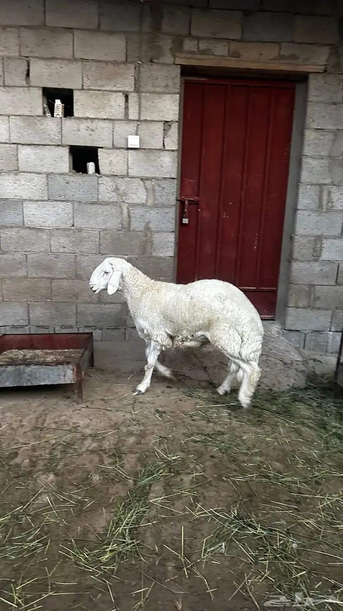 خروف جبر ناهييي كفو 2