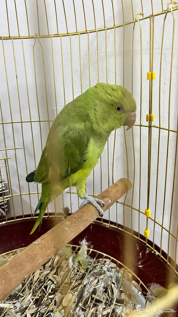 ببغاء 3