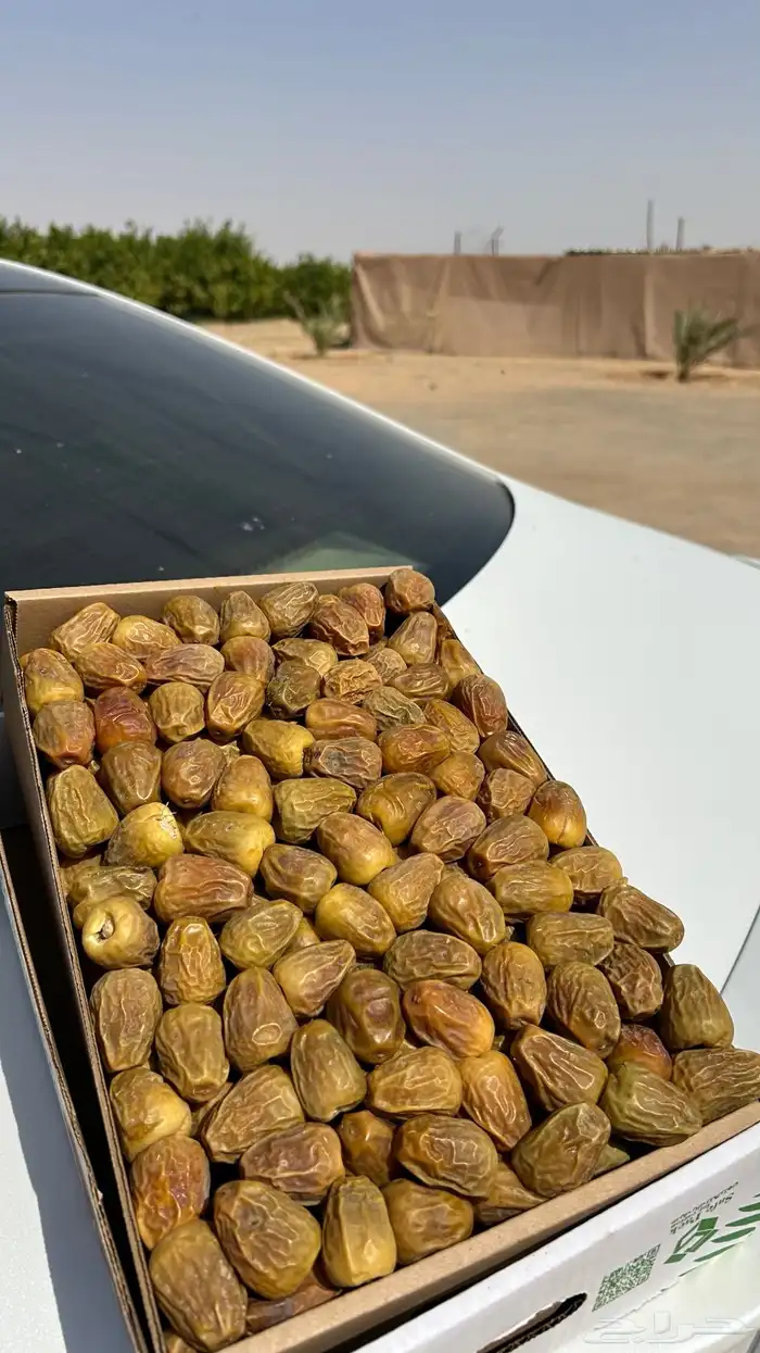 تمر سكري مفتل فاخر 1