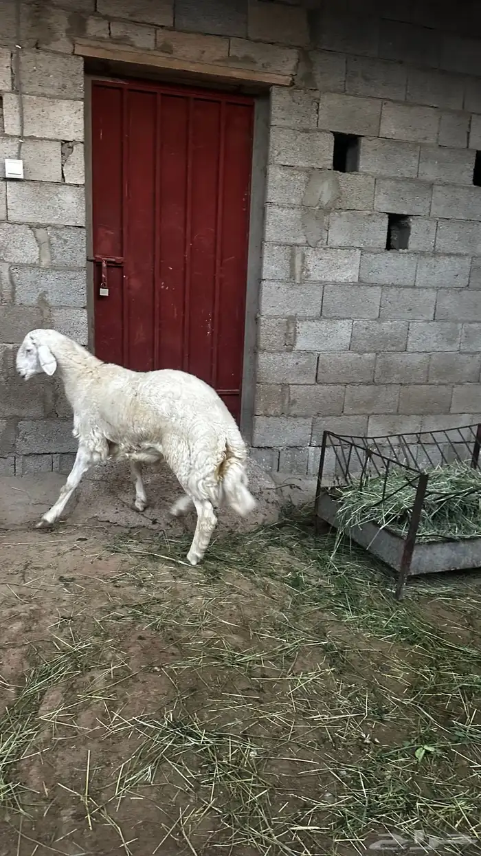 خروف جبر ناهييي كفو 4