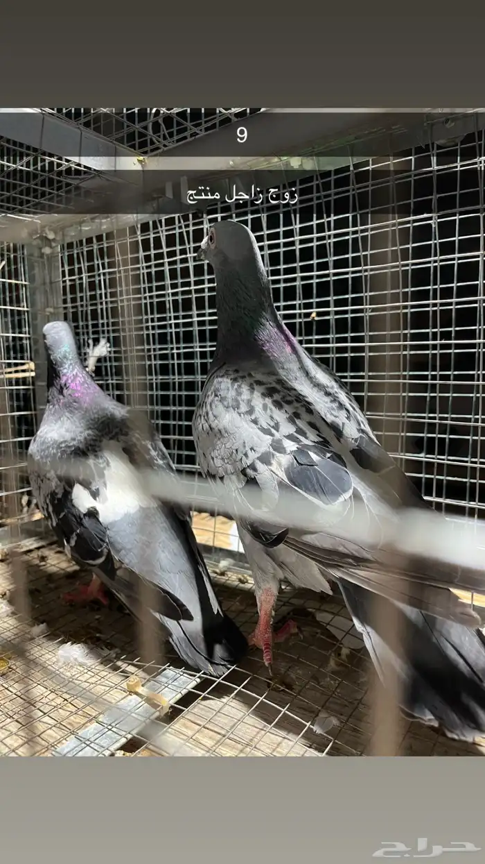 للبيع مجموعه حمام 16