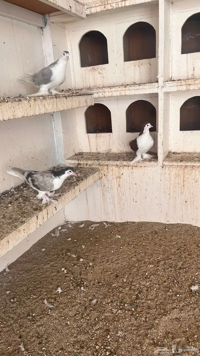 حمام شيرازي 2