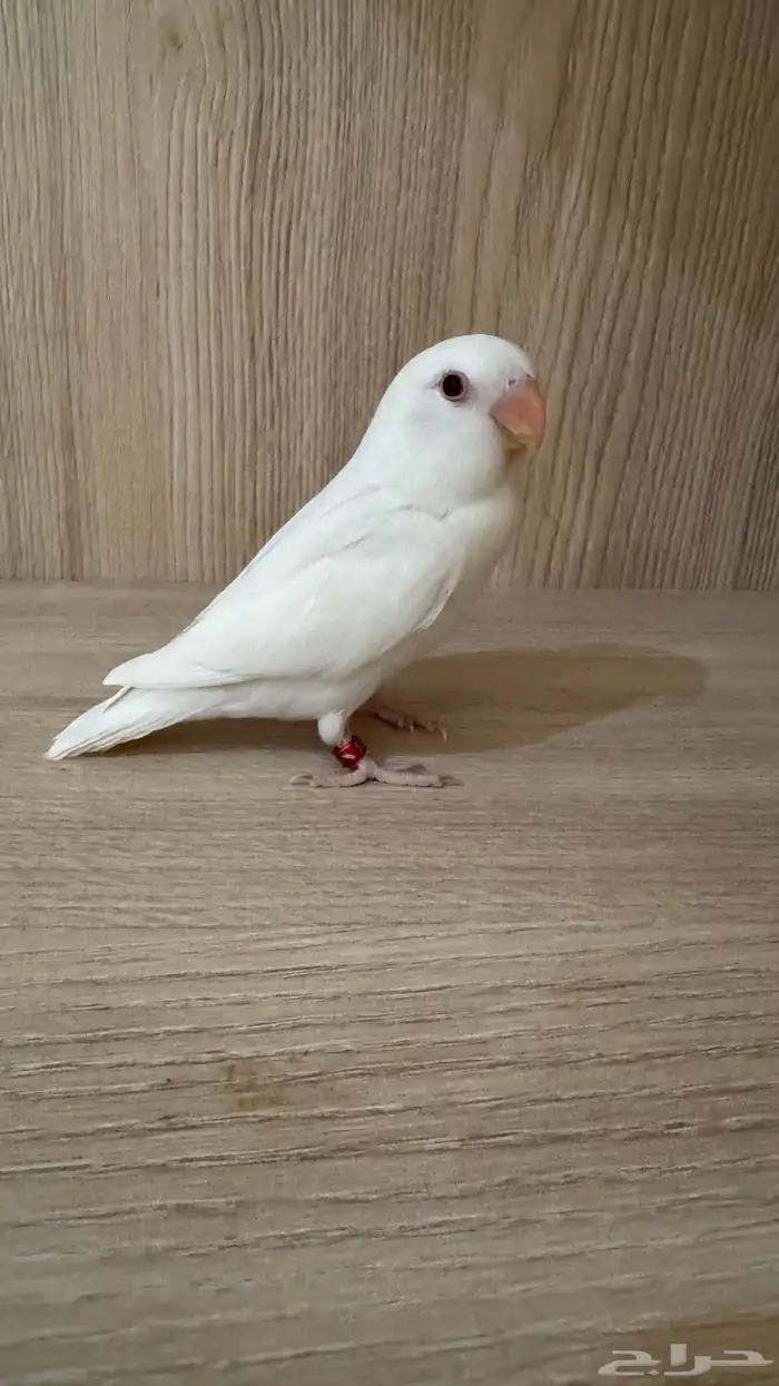 روز البينو اليف تم البيع 2