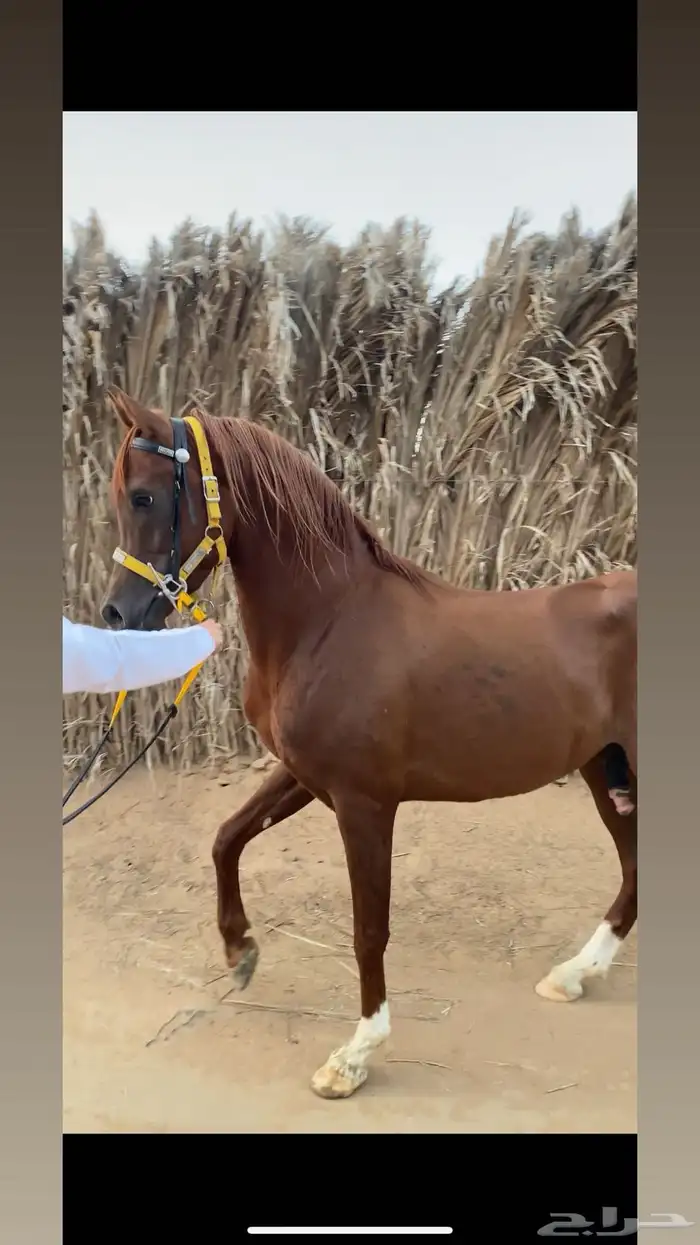 خيل عربي اصيل 3
