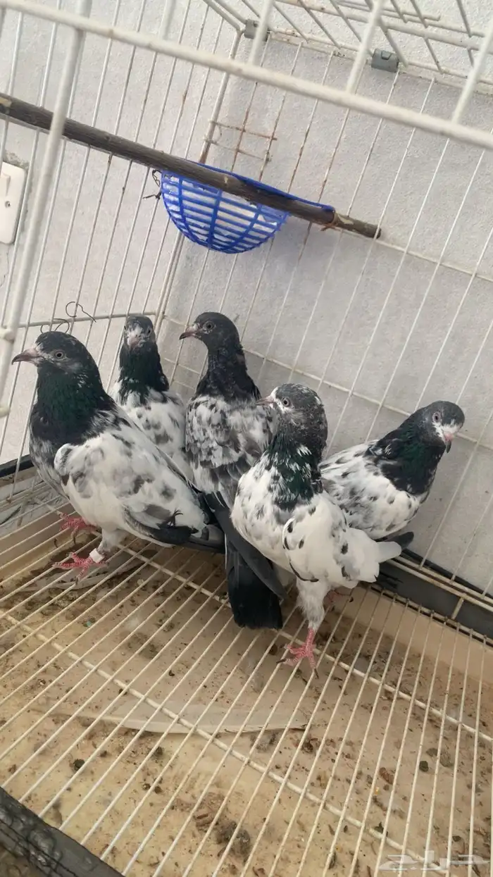 هندي طبات 1