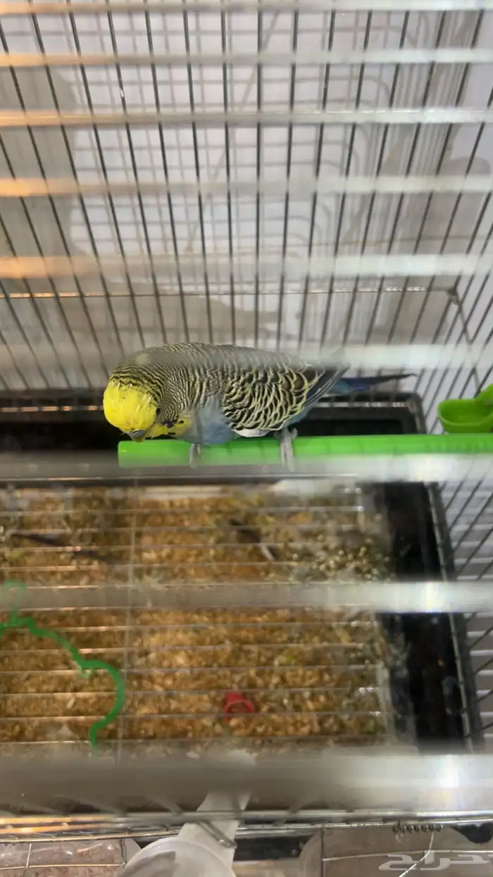 ذكرين بادجي واحد انقليزي واحد هولندي جاهزين للإنتاج 7