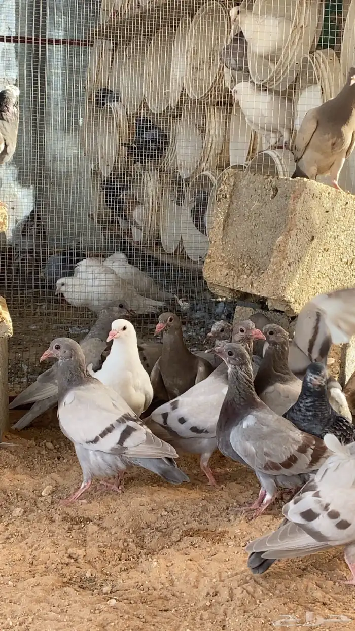 زغاليل فاخره 1