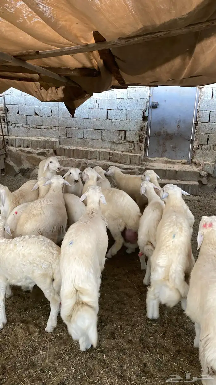 ذبايح طليان ورخال حلال بر ونضيف ويوجد ذبح وتوصيل 1