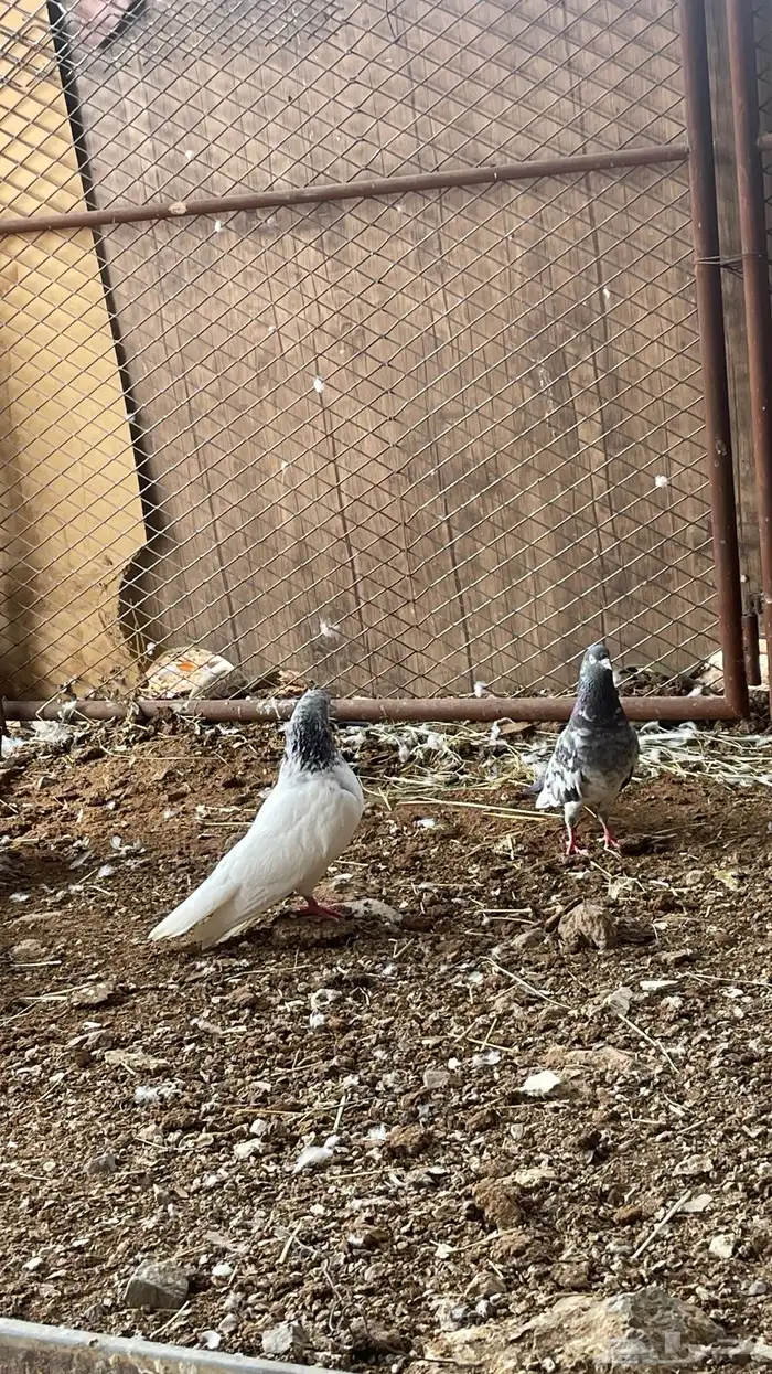 حمام باكستاني 2