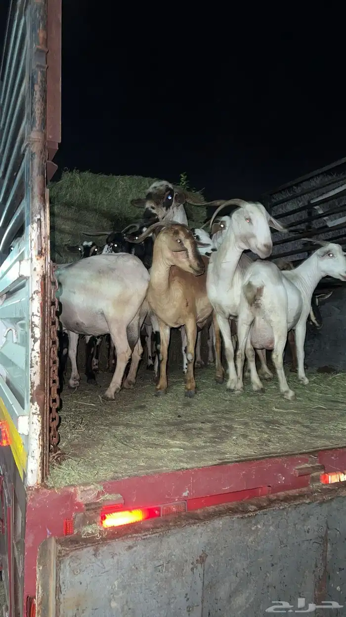 دينا نقل 5 متر القنفذة الليث جدة جميع مناطق المملكة 2