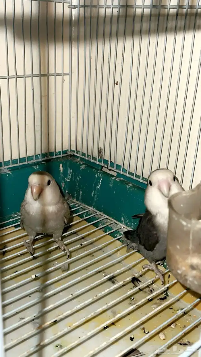 طيور روز العدد اثنين 4