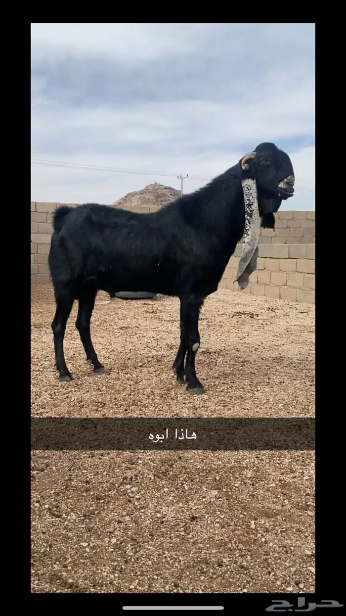 تيس هولندي صنف معرف الون اسود 2