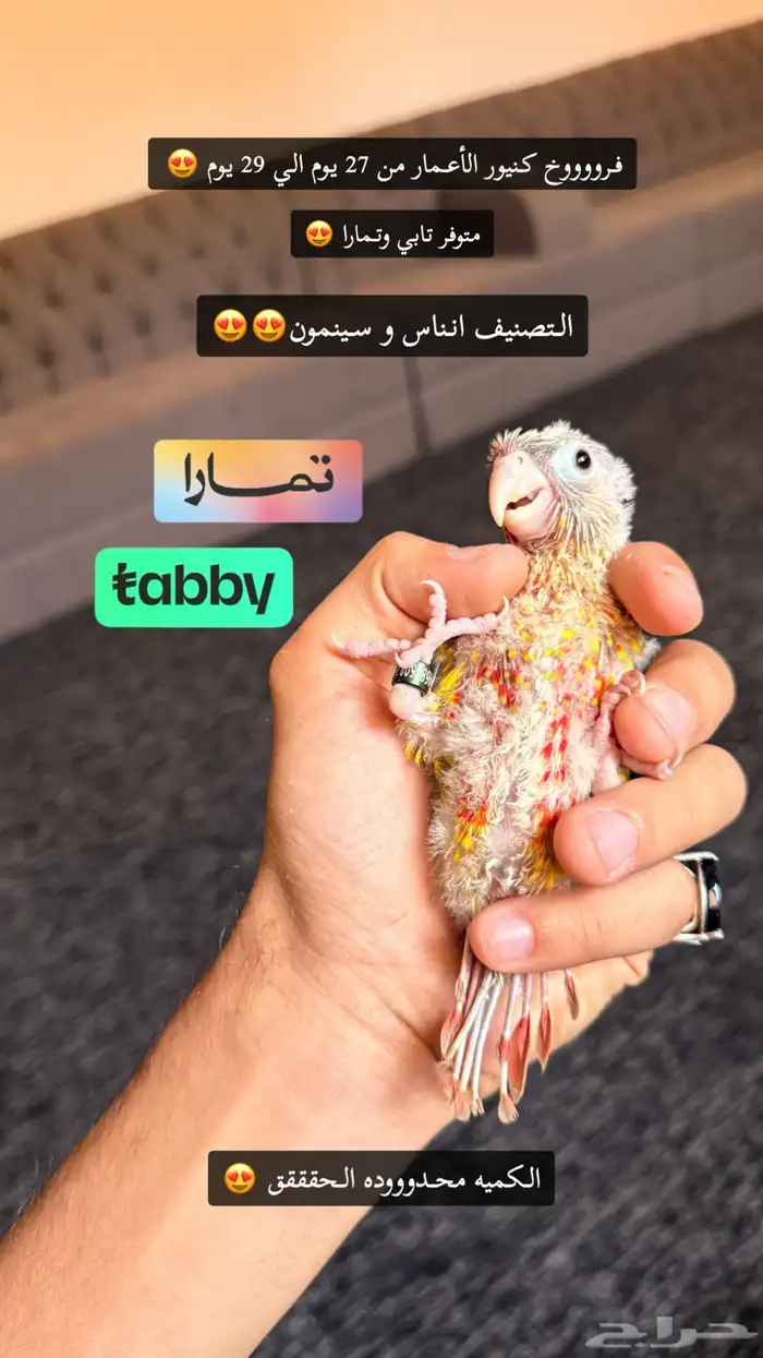 فروخ كروان مفطومه و فرخ كنيور غر متوفر تابي و تمارا 1