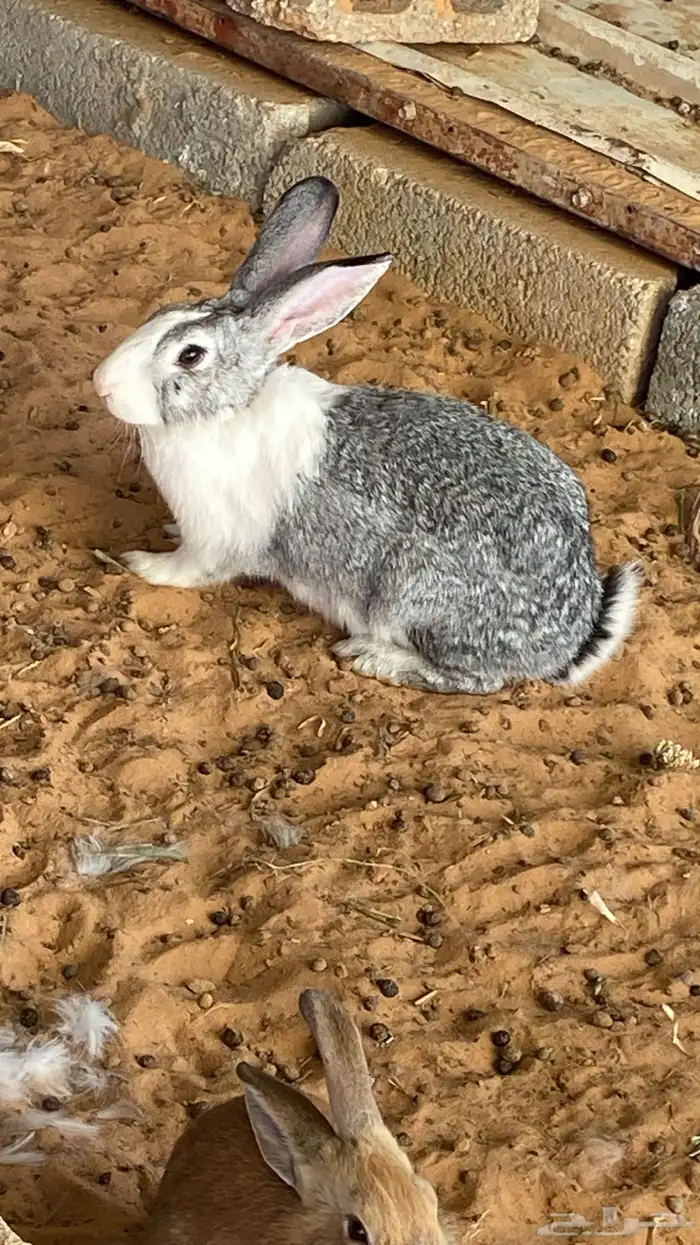 ذكور ارانب 3