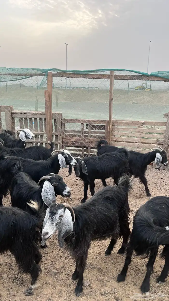 معزا 6