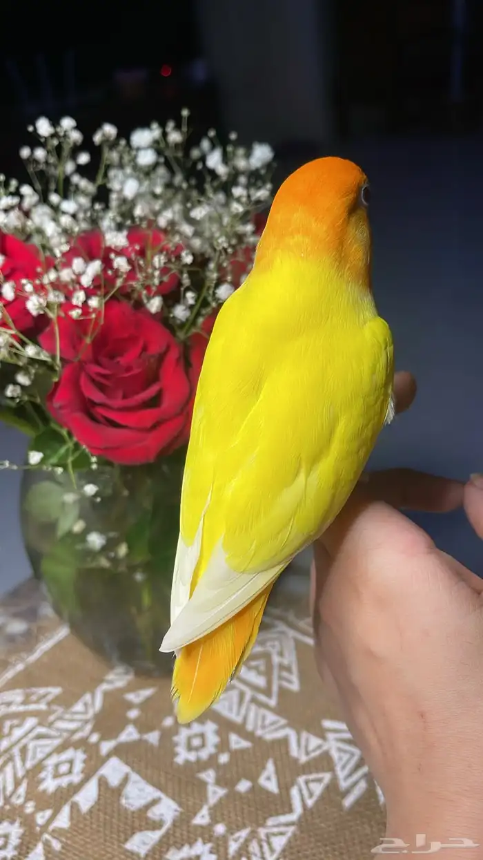 للبيع ببغاء نوادر الروز واليف مغرد 6