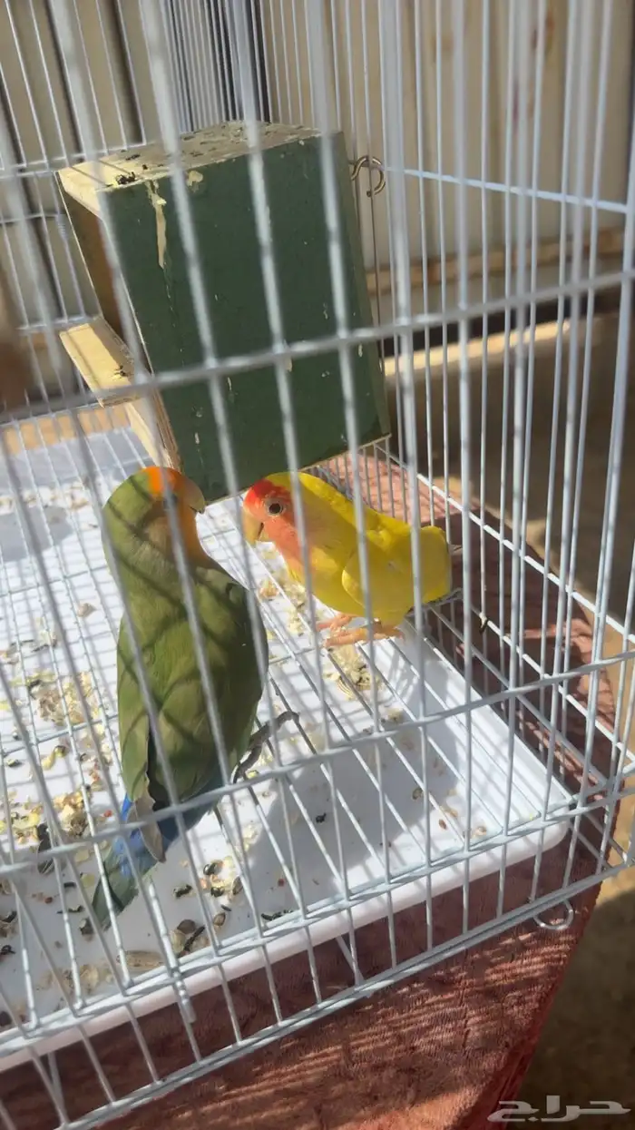 جوز روز 2