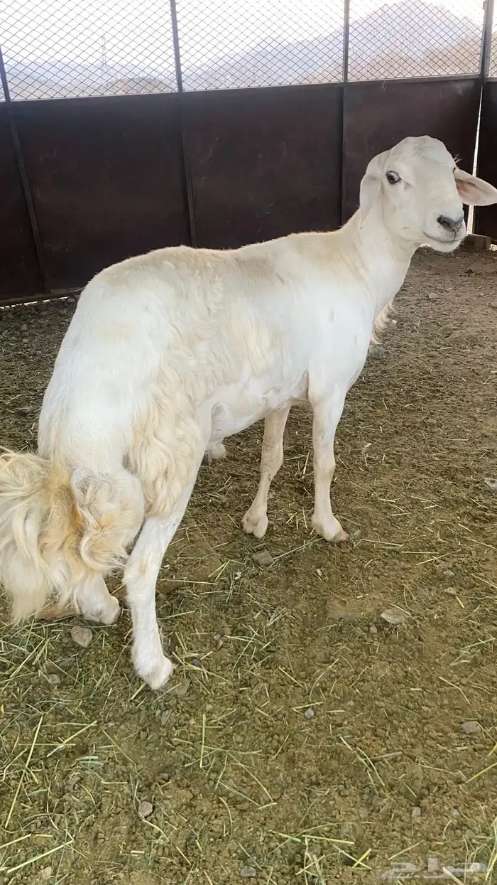 خروف فحل - العرضية الشمالية . نمره 0