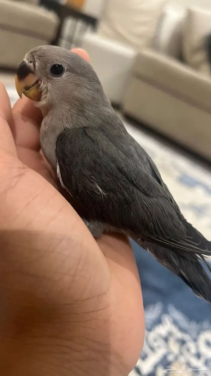 ببغاء روز 1