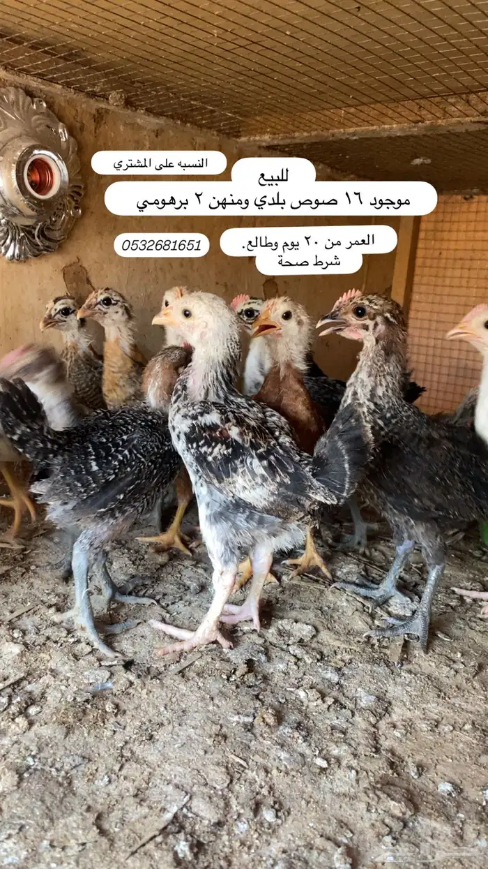 صوص بلدي 0