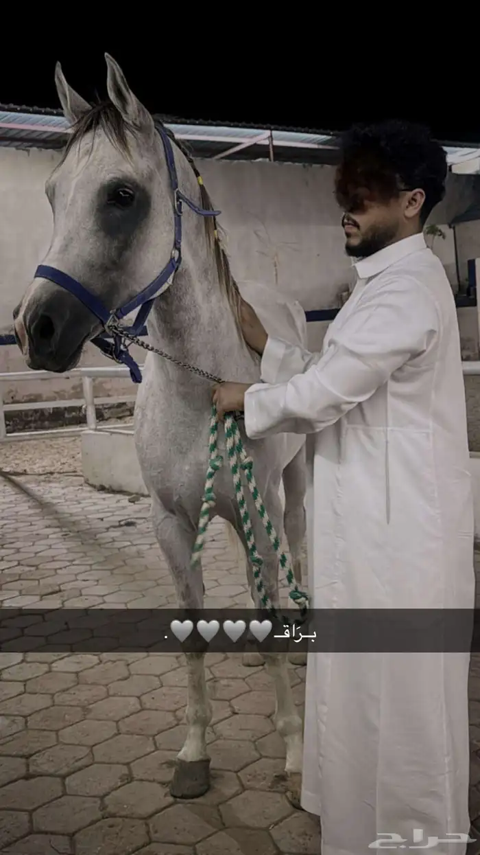 حصان جزيري بيور 3