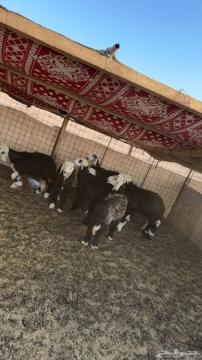 رخال نجد 1