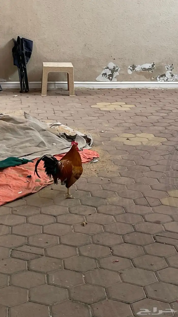 ديك ودجاج براهما 1