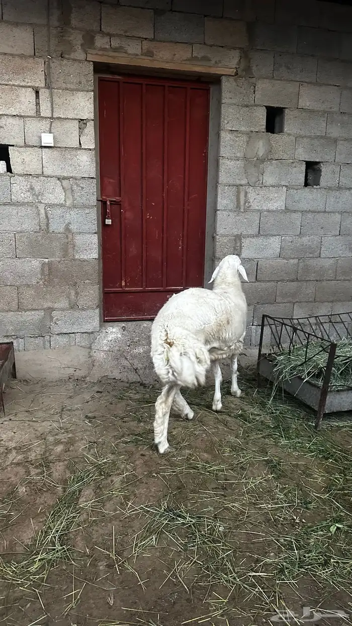 خروف جبر ناهييي كفو 3