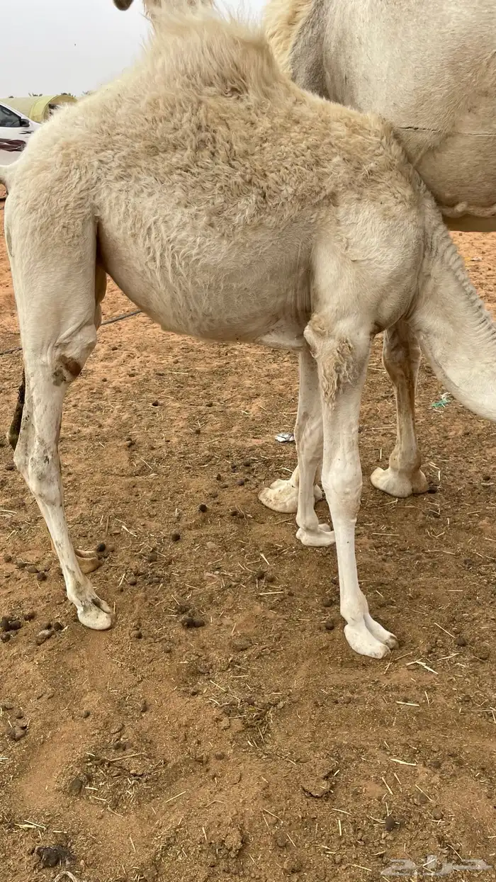 تم البيع 0