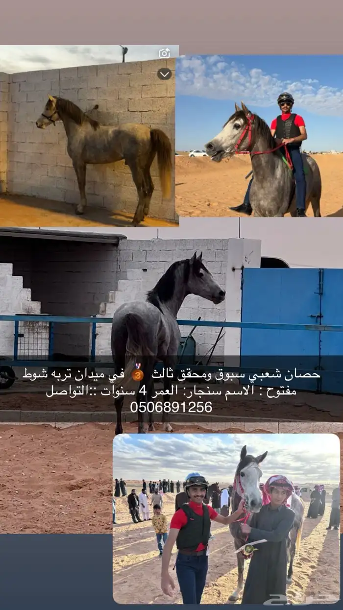 حصان شعبي 0