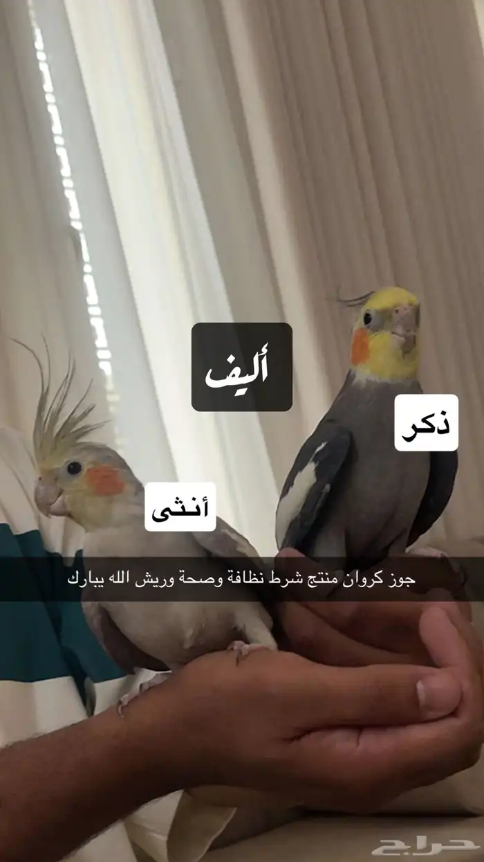 جوز كروان أليف 1
