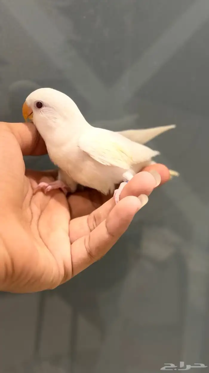 للبيع فرخ روز البينو نهايه فطام ((تم البيع )) 1