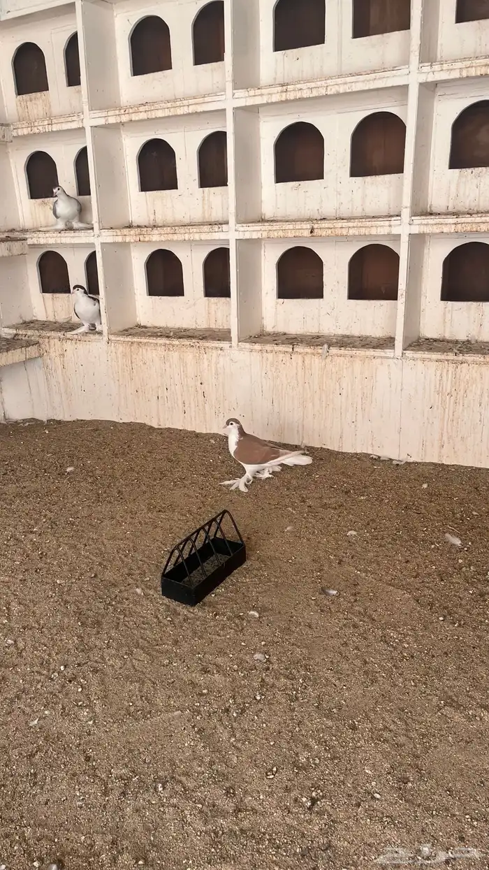 حمام شيرازي 7
