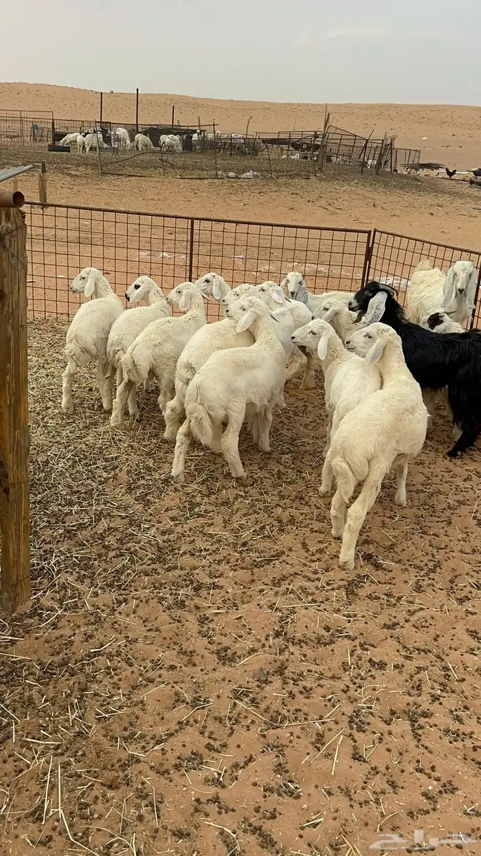هرافا حريه طيبه 2