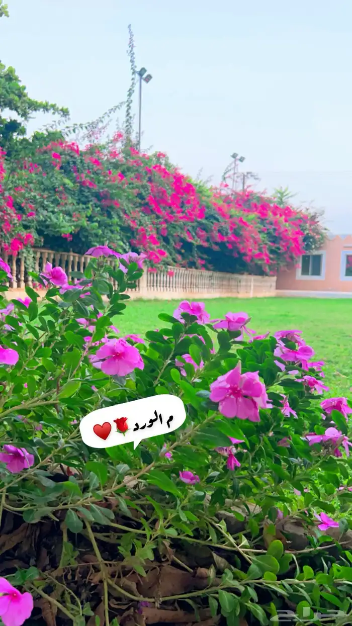 لمحبين تربيت وايواء الخيل والعنايه بها 3