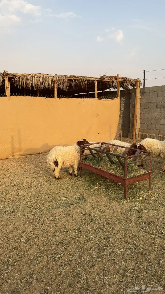 هرفي نعيم ثلاجه 3