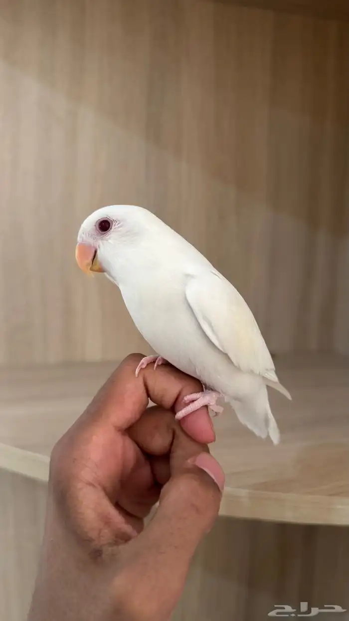 روز البينو اليف تم البيع 4